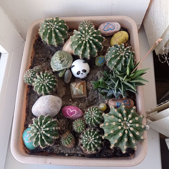 Кактуси різні малі