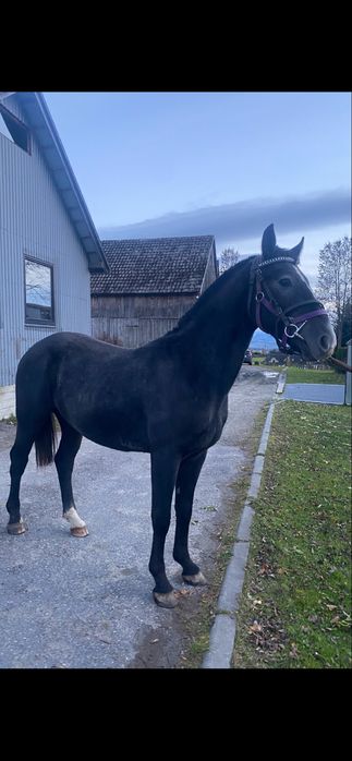 Kon Wałach Śląski