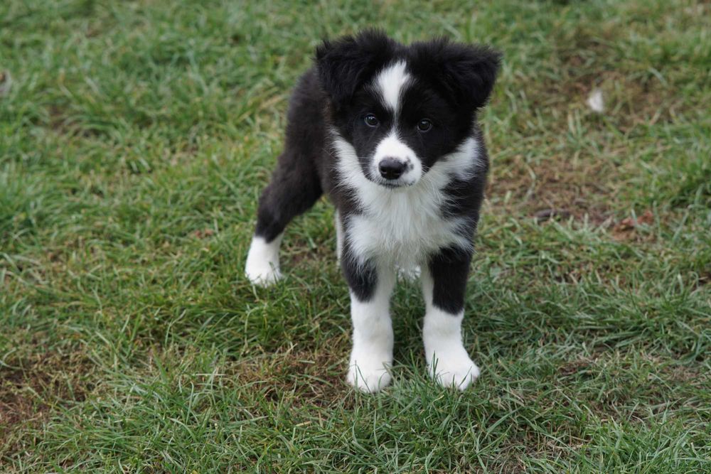Border collie , chłopiec czarno biały ZKwP / FCI