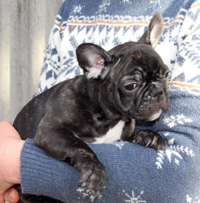 Французики генні карапузики