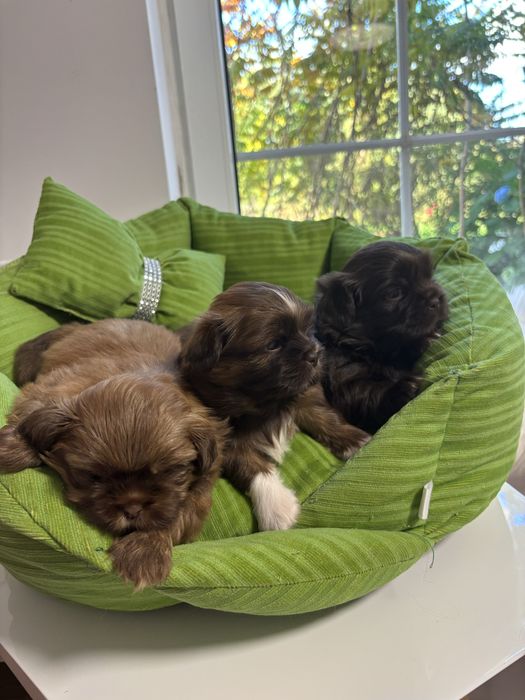 Shih tzu Sunie i samce z genem czekolady pełny rodowód ZHPR UCI