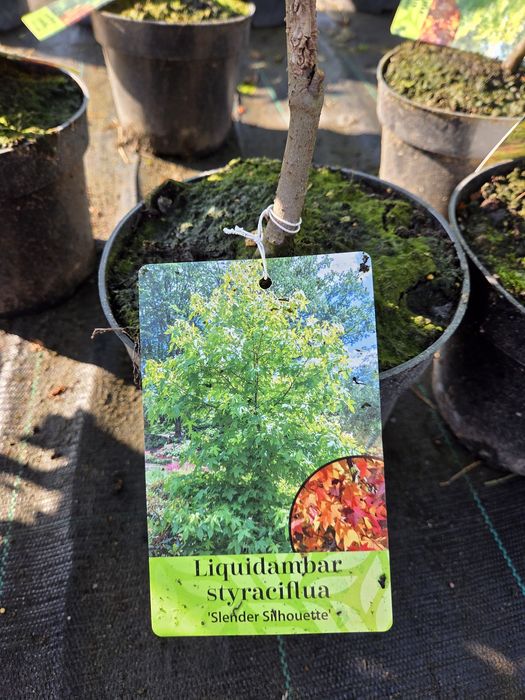 Ambrowiec amerykański