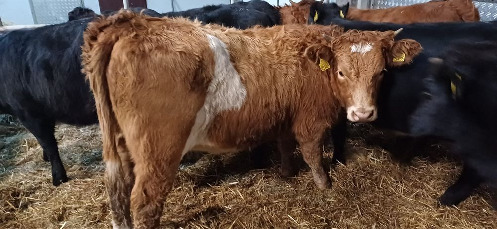 Sprzedam 16 sztuk jałowek odsadkow  300 kg