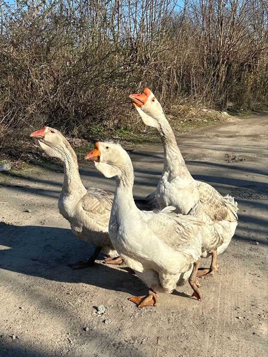 Продам гусей породи "Холмогори"