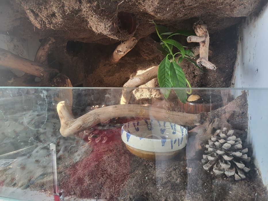 Terrarium 60x43x46