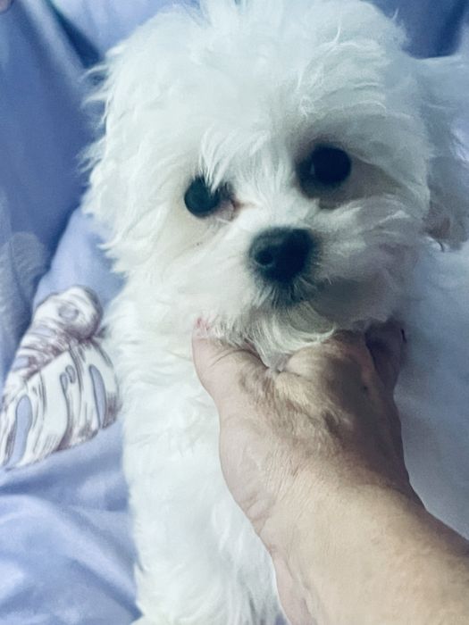 Maltańczyk - 3 miesięczny czeka na Nowych Rodziców