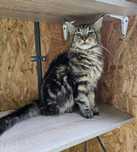 Śliczna kotka Maine coon  / rodowód FPL / na kolanka