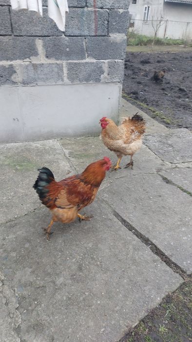 Продам молодих півнів ( кугут)