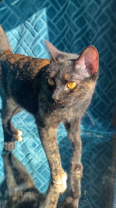 ESTERILIZADA | Gata juvenil e muito dócil disponível para adoção