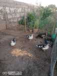 Patos mudos.....