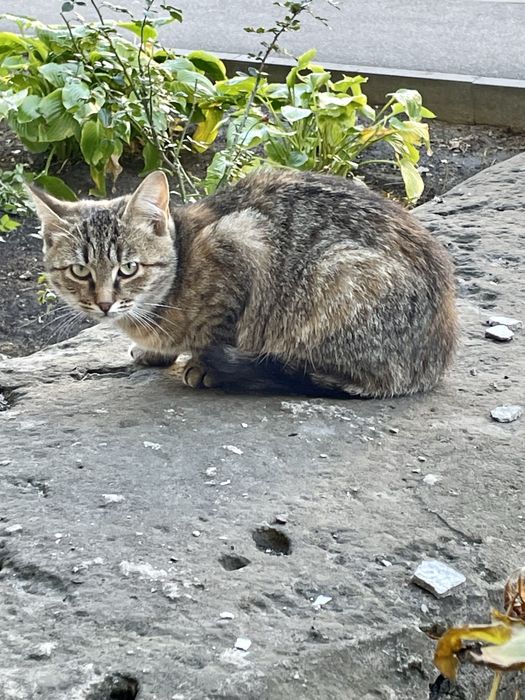 Котенок девочка полосатая трехцветная серая