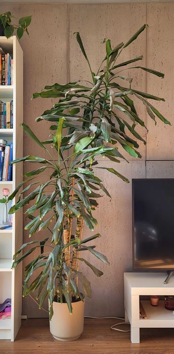 DRACENA deremeńska, DUŻA 2m