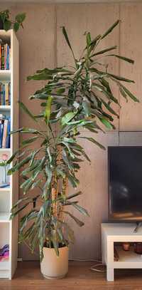 DRACENA deremeńska, DUŻA 2m