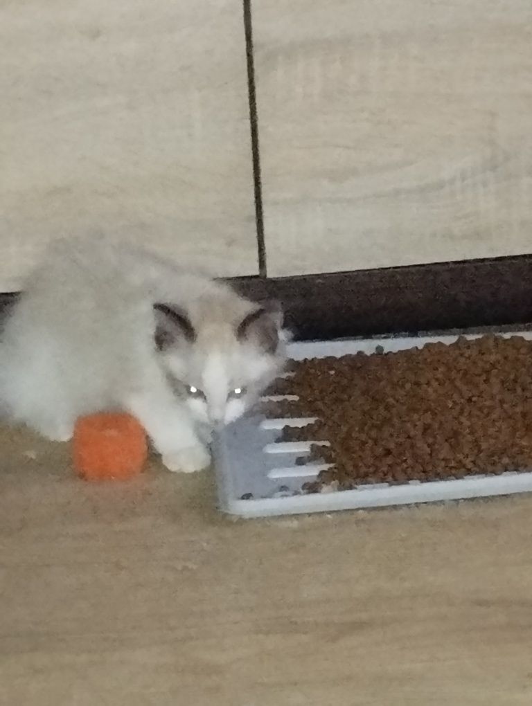 Sprzedam kocurka rasy Ragdoll