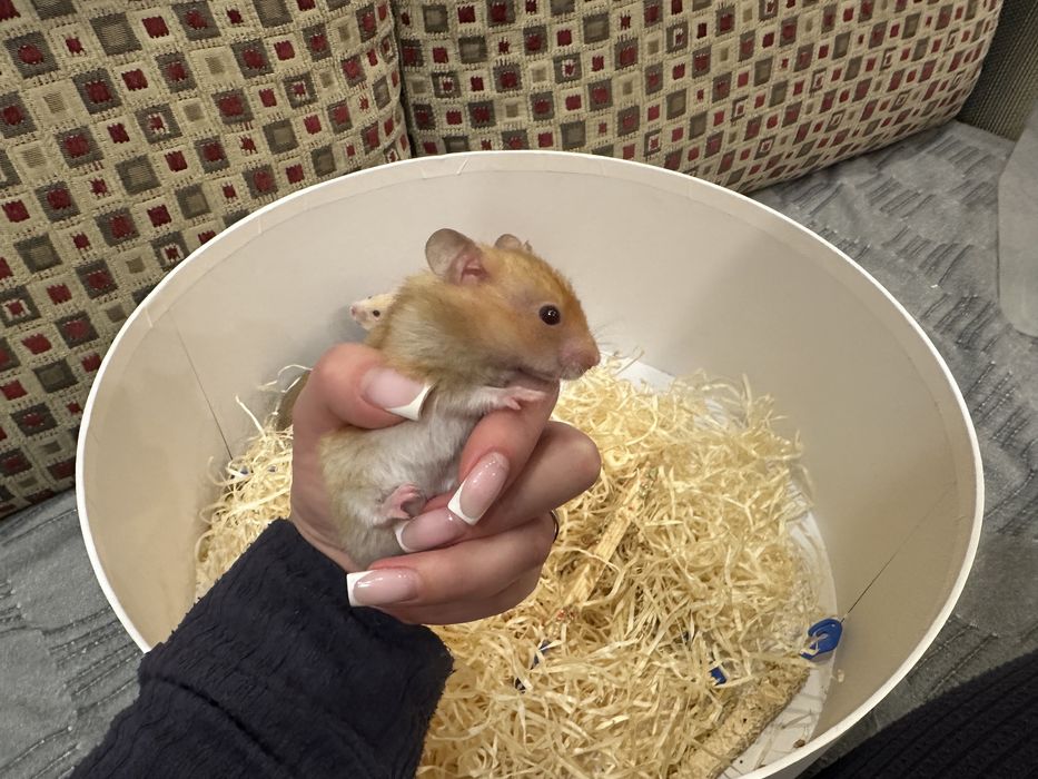 Хомка чудовий та вирощений в любові