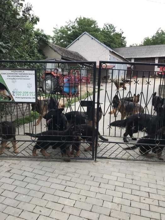 Owczarek niemiecki długowłosy przepiękny szczeniak