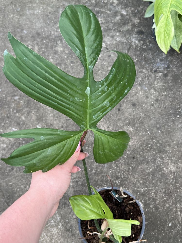 Philodendron Florida Ghost duzy