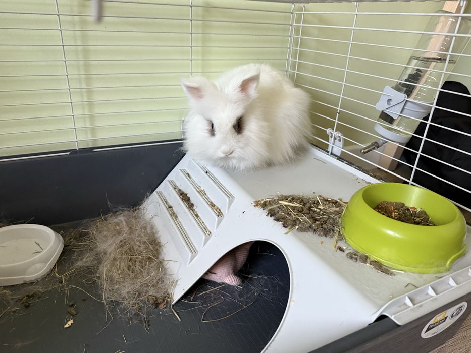 Królik miniaturka z klatką i wyposażeniem