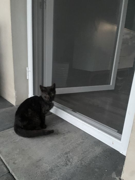 Oddam kotka w dobre rece