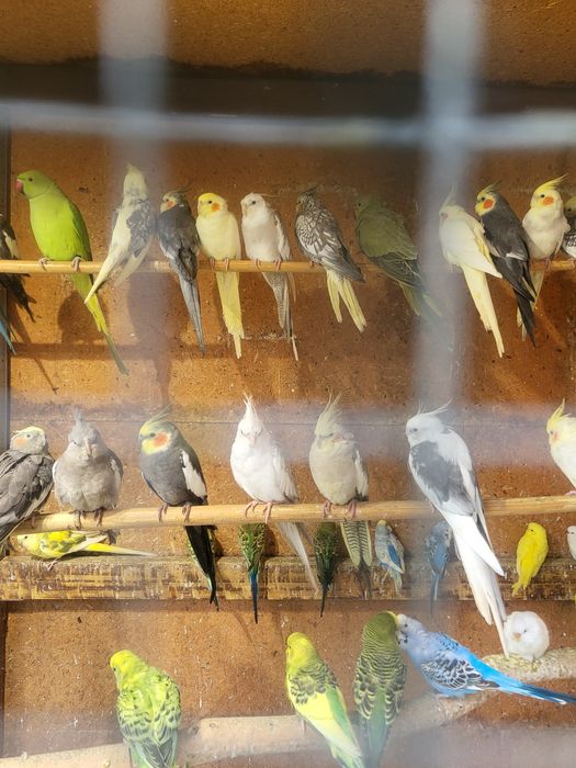 Papugi nimfy pięknie wybarwione młodziutkie