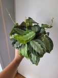 Maranta Silver band