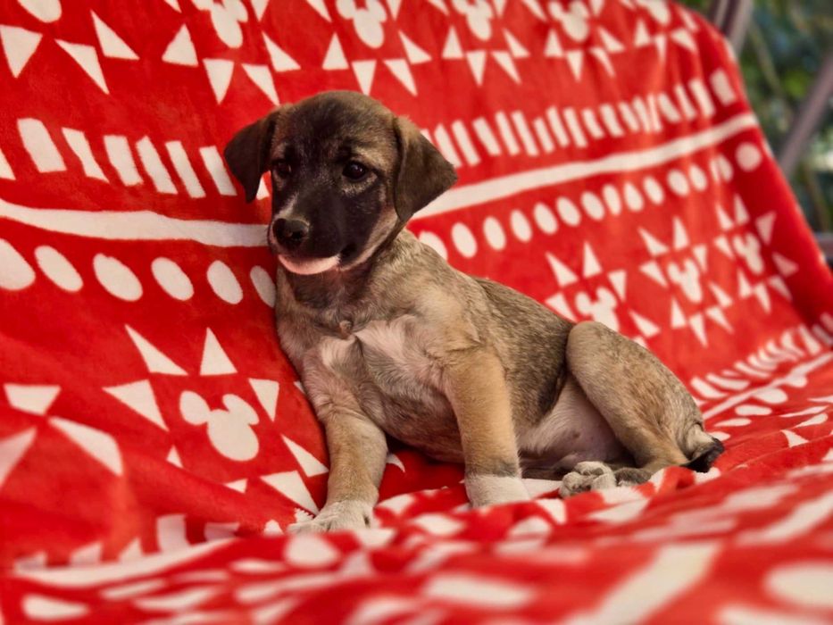 KRISTIANO  4 mies. szczeniak do adopcji. Uratowany w Bułgarii