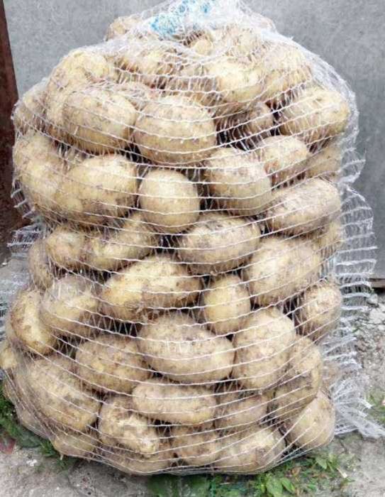 Ziemniaki Tajfun, Catania, Lili