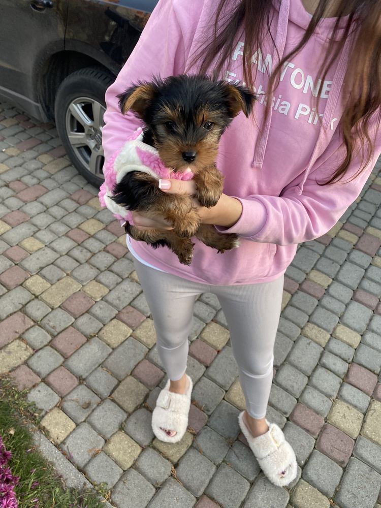 Йорчики цуцики