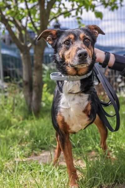 Jager do adopcji!