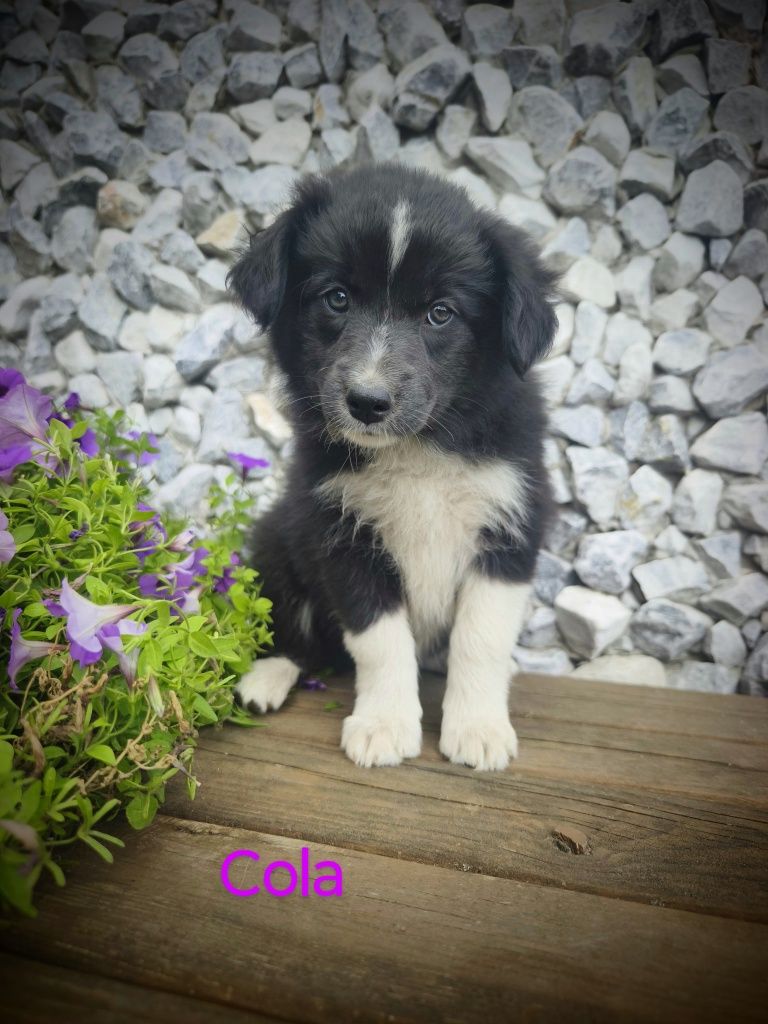 Border collie śliczna suczka przebadani rodzice do odbioru