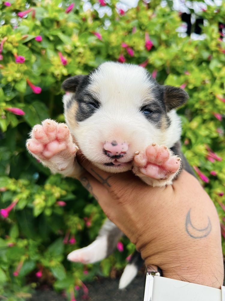 Menina border collie tricolor