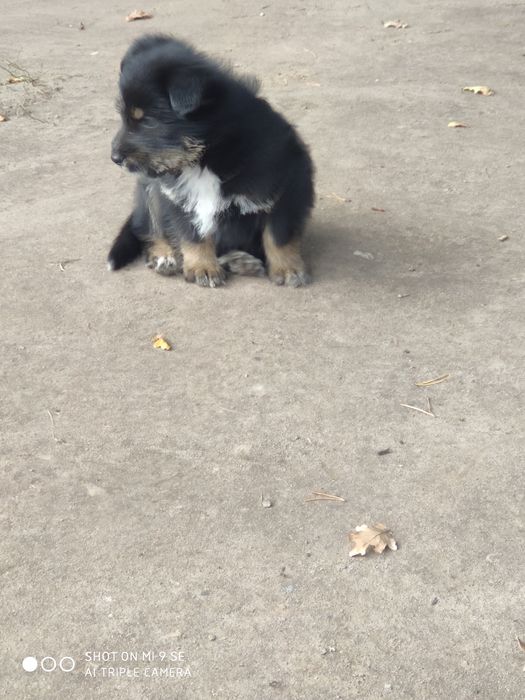 Вівіддам песиків у добрі руки