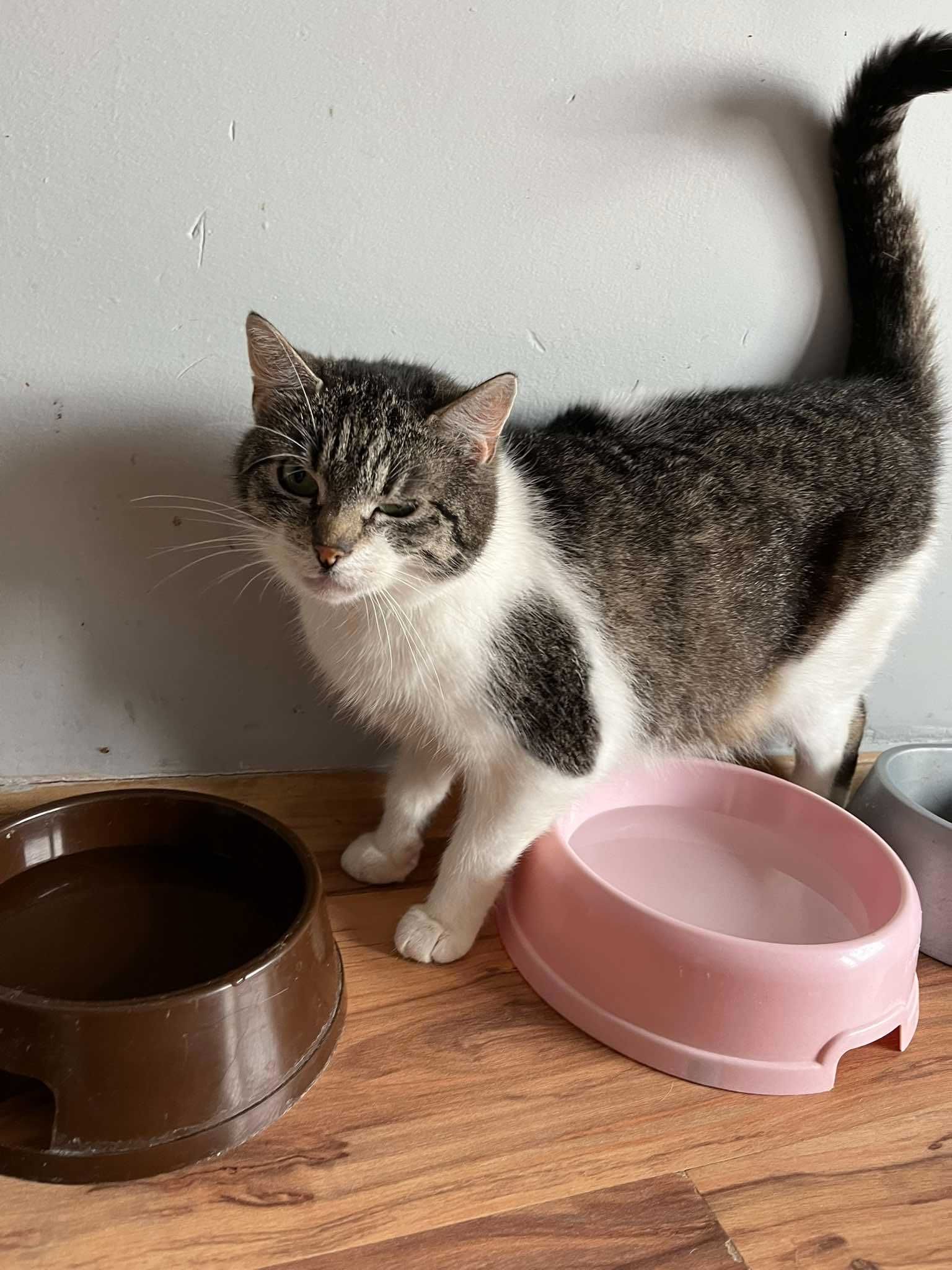 Biało-bura ładna kotka poleca się do adopcji