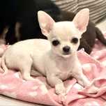 Chihuahua chłopczyk krotkowłosy