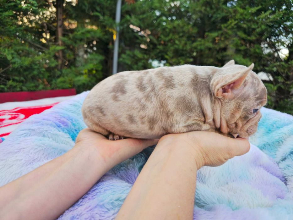 Buldogue Francês isabella merle top