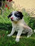 Szczenię border collie blue merle, niebieskie oczy