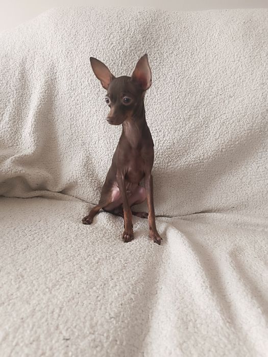 Rosyjski Toy (ratlerek), z dokumentami FCI