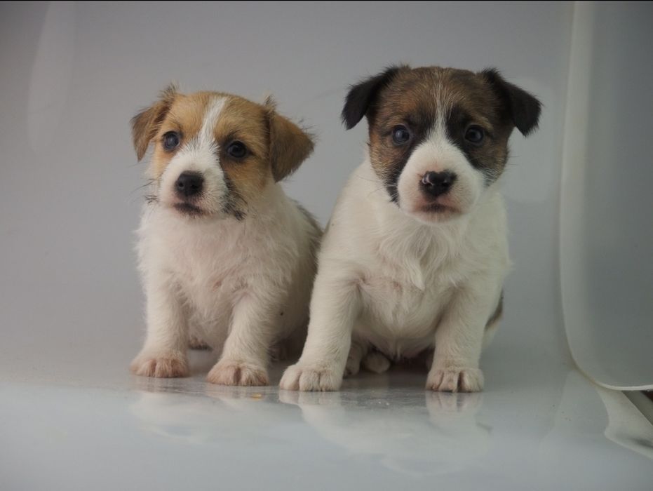 Jack Russell Terrier FCI SUCZKA