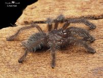 Cyriopagopus sp. “Hati-hati” L2