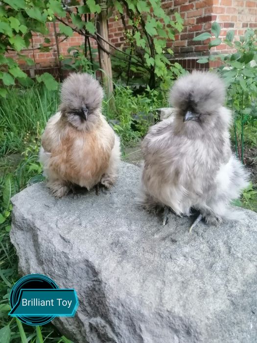 Шелковые куры-инкубационное яицо