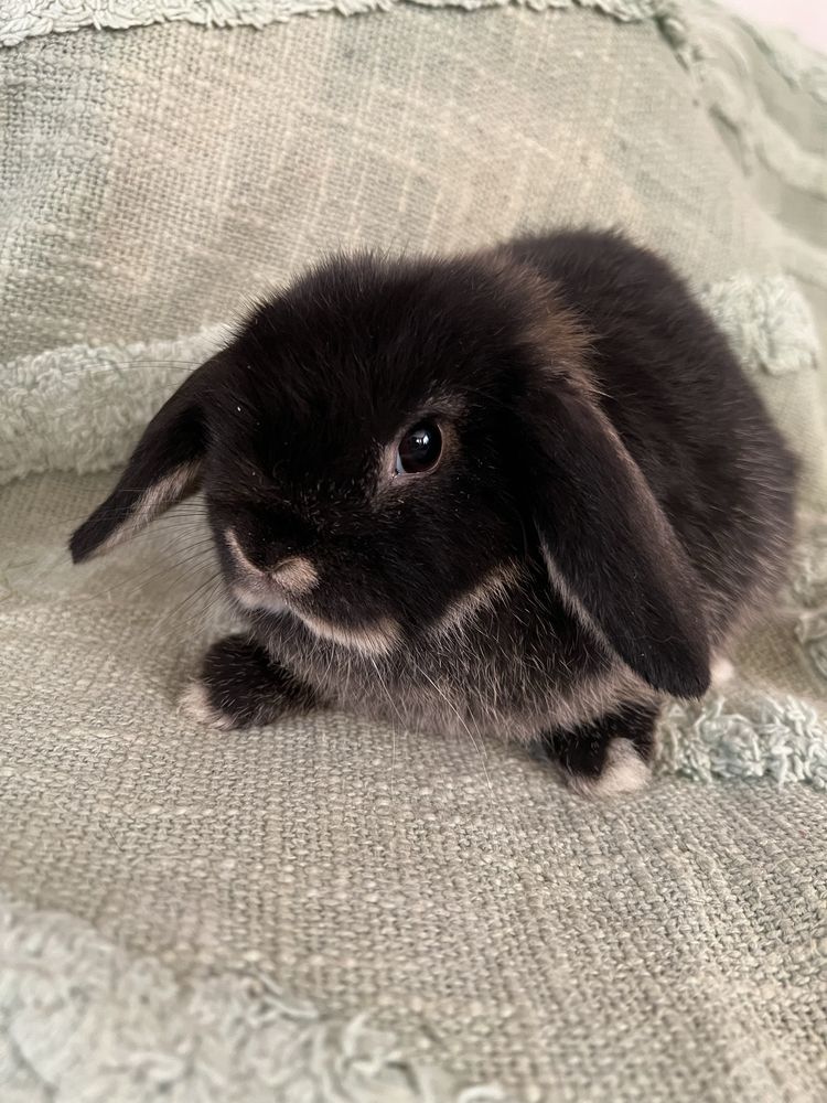 -mini lop- króliki miniaturki baranek miniaturka