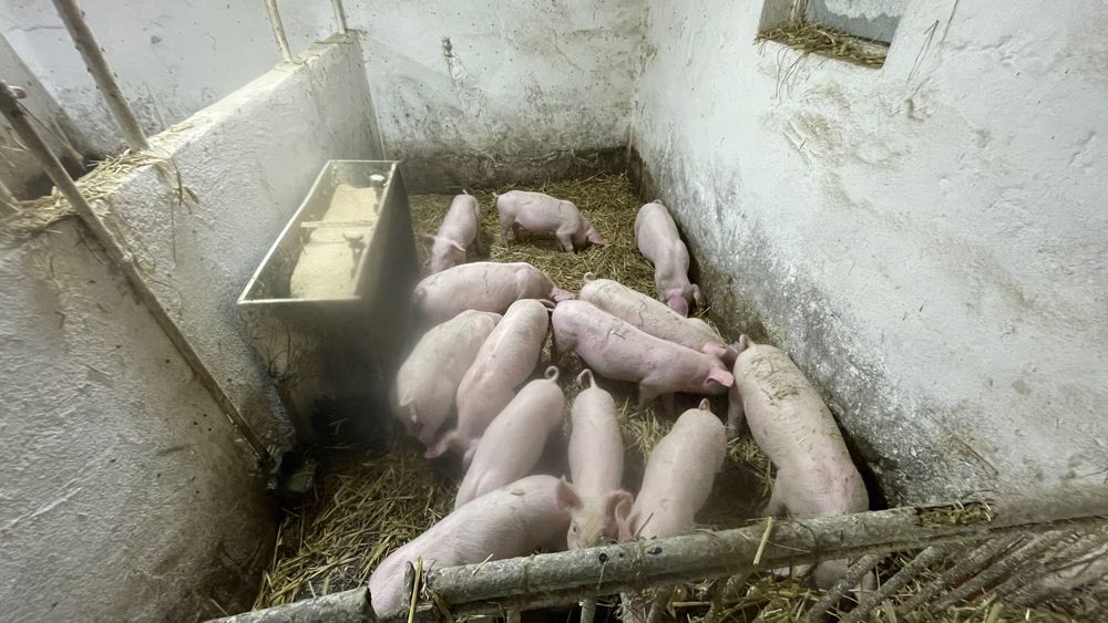 Sprzedam prosieta prosiaki