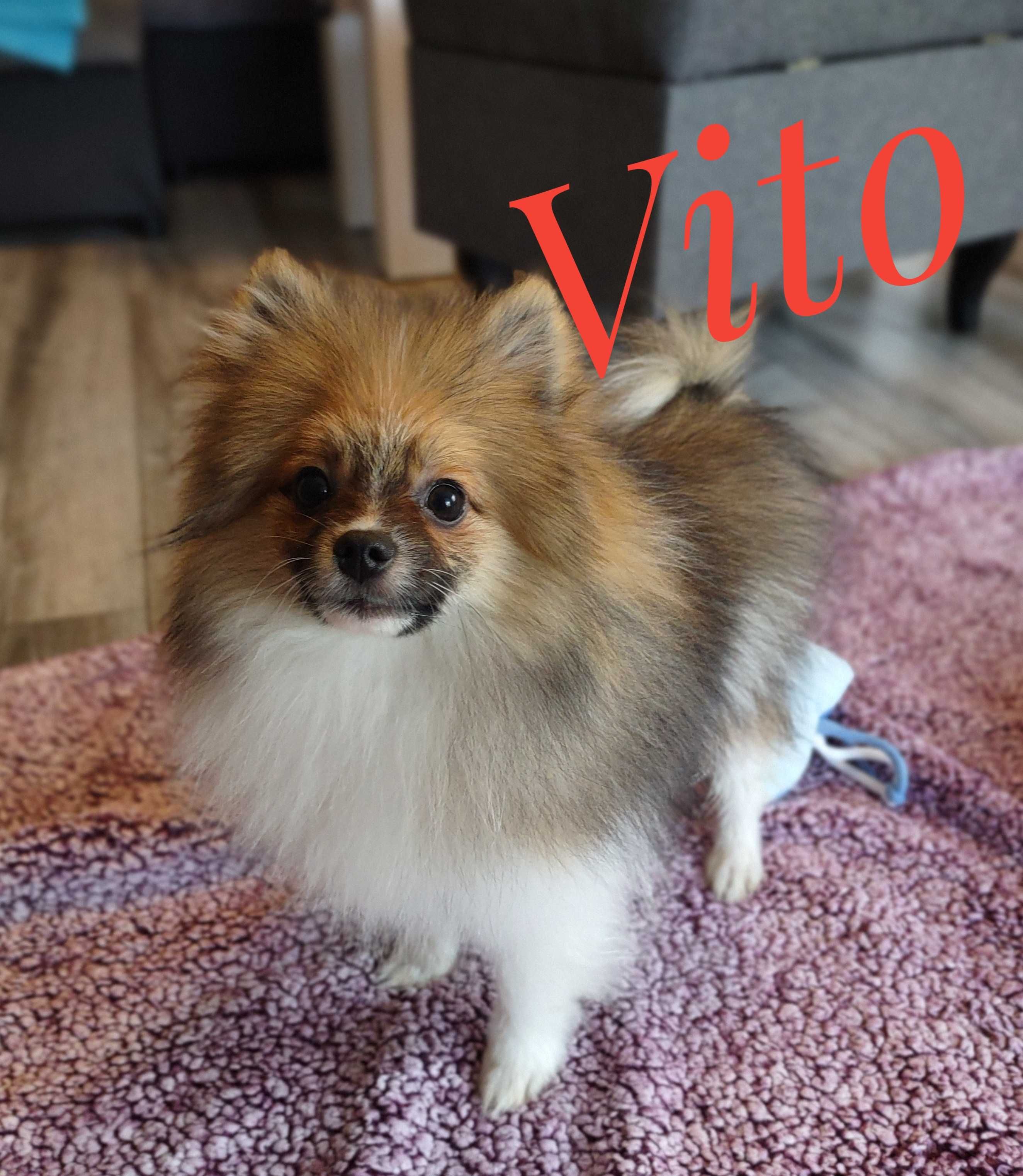 Szpic miniaturowy - pomeranian Vito