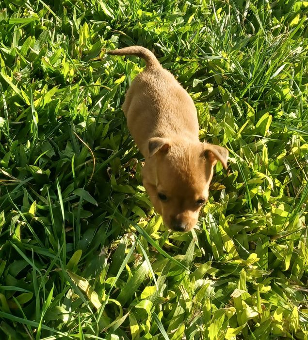 Fêmea pinscher miniatura