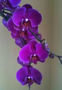 Орхидея королевская фаленопсис