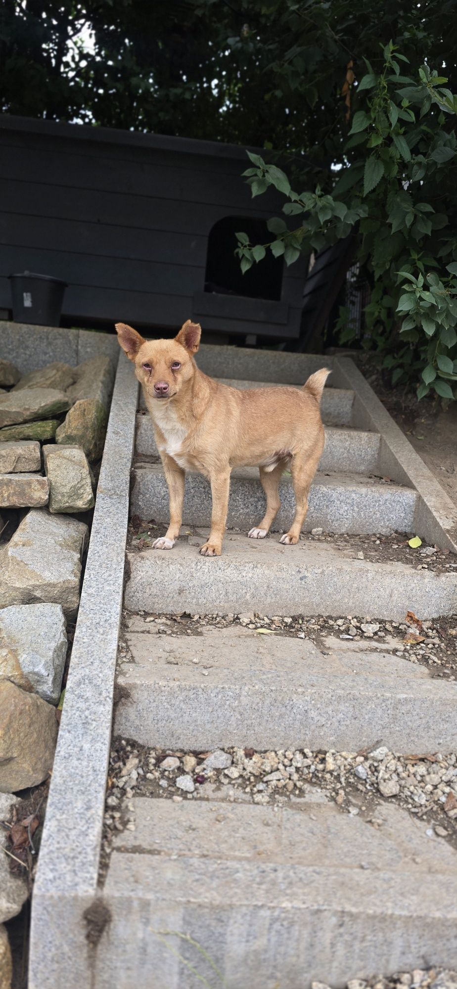 samiec do adopcji