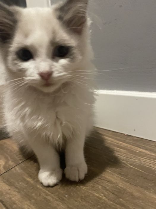 Ragdoll koteczka kocurek kot gotowe do odbioru