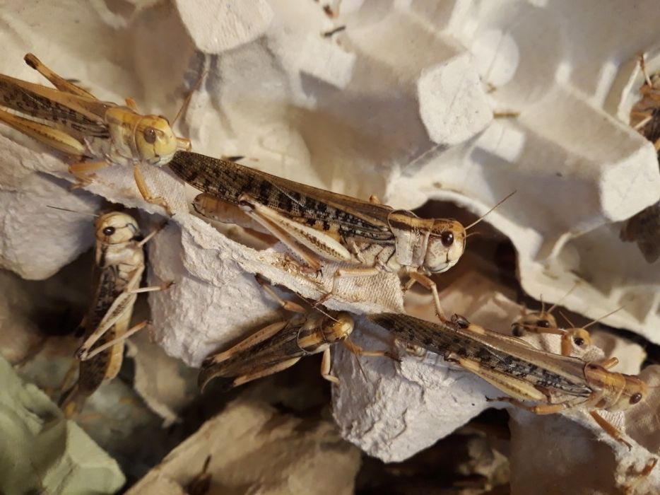 Szarańcza wędrowna - Locusta migratoria