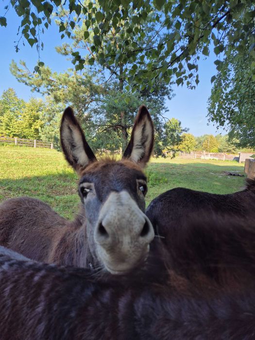 Sprzedam osiołka, młode z mamą