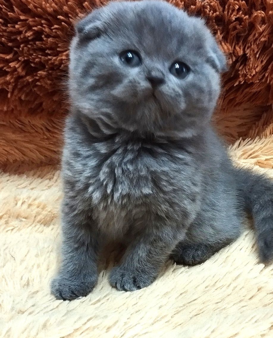 Шотландская скоттиш фолд девочка